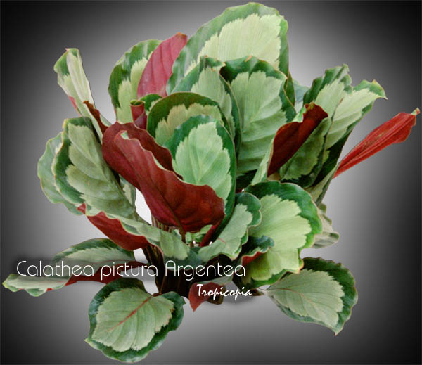 Foliage plant - Calathea pictura 'Argentea' - Silver Calathea